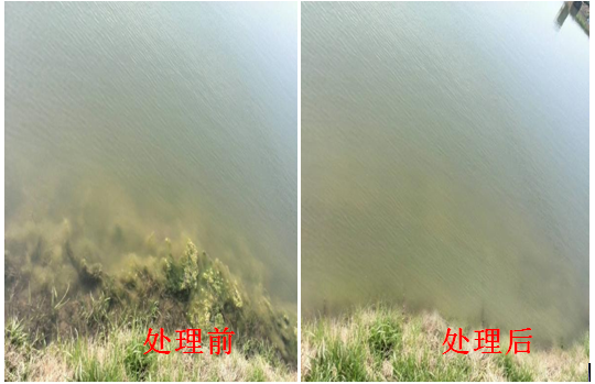 青苔泛濫 青苔泛濫
